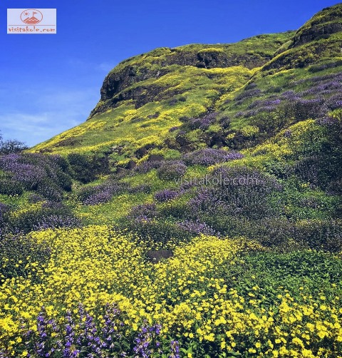 visitakole.com-Ratangad-Flower-Festival