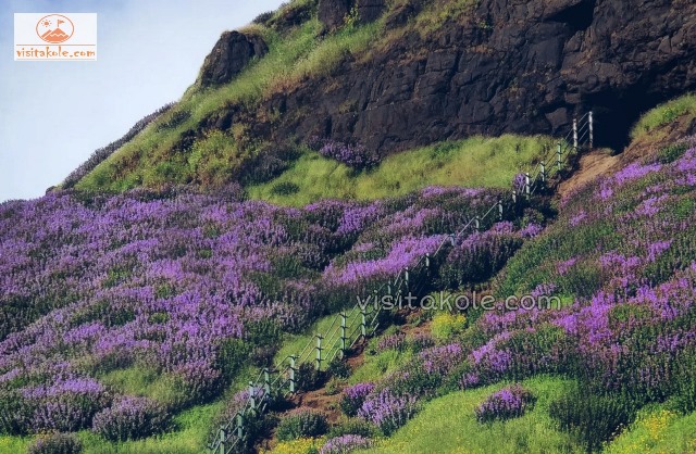 visitakole.com-Ratangad-Karvi-Flower-Festival